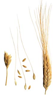Как на земле появилась пшеница